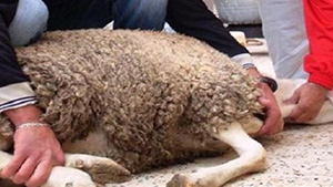 صورة: السن المناسب للأطفال لرؤية ذبح أضحية العيد