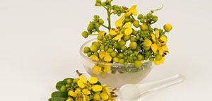 السنامكي و استخدامات عشبة السنامكي للجسم صورة: السنامكي و استخدامات عشبة السنامكي للجسم