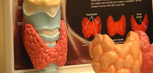 صورة: الغدد الصماء و عدد وأنواع الغدد الصماء في جسم الإنسان