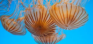 صورة: قنديل البحر