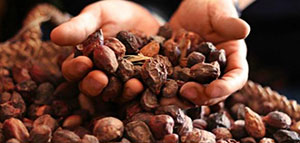 زيت الأركان و فوائد زيت الأركان للبشرة صورة: زيت الأركان و فوائد زيت الأركان للبشرة