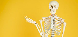 صورة: نظرة عامة حول الجهاز الهيكلي و أجزاء الجهاز الهيكلي