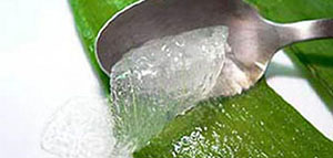 صورة: الصبار و قيمة الصبار الغذائية و فوائد الصبار الصحية للجسم