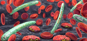 كيفية علاج الملاريا و مدة علاج الملاريا صورة: كيفية علاج الملاريا و مدة علاج الملاريا