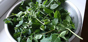 صورة: طريقة حفظ النعناع في الثلاجة و طرق أخرى لحفظ النعناع