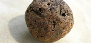 صورة: نبات العفص و تركيبة ثمار العفص و أنواع نبات العفص