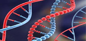 مقدمة و أجزاء الخلية و ما هو تحليل الجينات الوراثية صورة: مقدمة و أجزاء الخلية و ما هو تحليل الجينات الوراثية