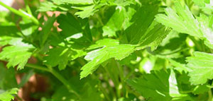 صورة: حفظ البقدونس في الثلاجة و حفظ البقدونس في الفريزر