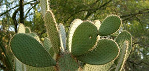 صورة: الصبار و القيمة الغذائية للصبار و فوائد الصبار