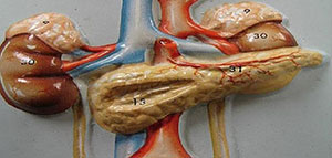 صورة: جهاز الغدد الصماء و سبب تسمية الغدد الصماء