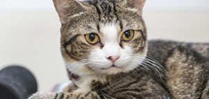 صورة: الالتهابات الطفيلية و الجرب و خدش القطة