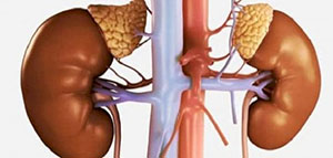صورة: أين تقع الغدة الكظرية و ما هي وظيفة الغدة الكظرية