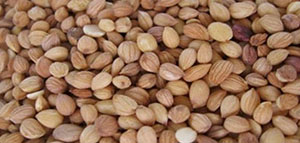 صورة: ما هي فوائد المحلب للشعر و استخدام المحلب في منتجات العناية بالشعر