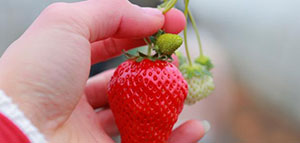 صورة: الفراولة للبشرة و فوائد ماسكات الفراولة للبشرة