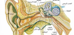 أين تقع عظمة الركاب في جسم الإنسان و ما هي وظيفة عظمة الركاب صورة: أين تقع عظمة الركاب في جسم الإنسان و ما هي وظيفة عظمة الركاب